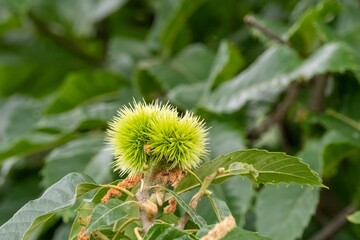 Young chestnut burr growing on a chestnut tree branch