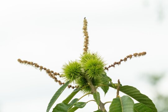 Sweet chestnut tree growing green spiky seed pods and flowers in spring