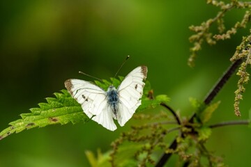 White butterfly resting on green leaf in nature