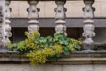 Yellow flowers growing behind a stone balustrade with ornate balusters