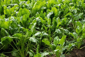 Green sugar beet plants growing in cultivated agricultural field