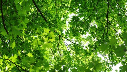 Fototapeta premium Lush green canopy of leaves
