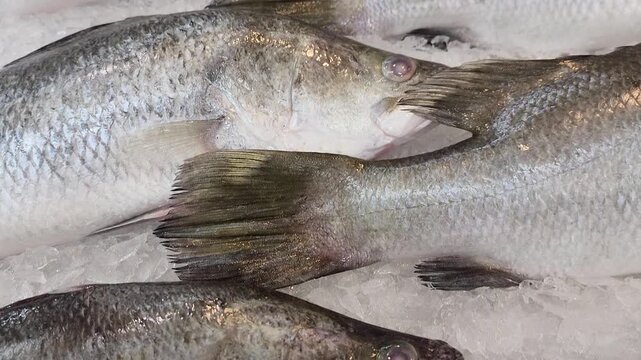 Group of big seabass fish on the ice that sale at local fish market, 4k footage with camera dolly motion.