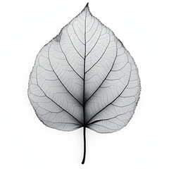 Obraz premium Intricate skeleton leaf showing veins and structure on white background