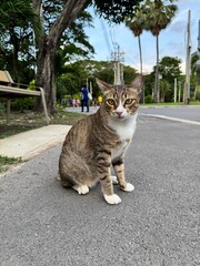 A white tabby cat sits on a cement floor in a park and looks at the camera.