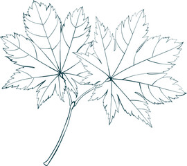Hand-drawn maple leaves sketch isolated on white background. Line style vector illustration.