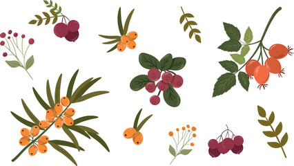 Autumn forest berries and branches set. Vector collection of sea buckthorn, rosehip, cranberry, lingonberry, and colorful fall twigs. Perfect for seasonal prints, patterns, labels, and DIY projects.