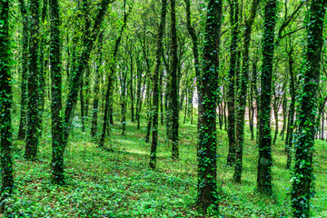 green spring  season forest view background with salad leaves and sun rays. Scenic forest of fresh green trees framed by leaves, with the sun casting its warm rays through the foliage