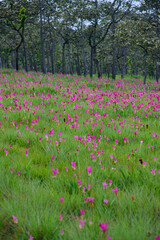 Vibrant pink Siam Tulip (Curcuma alismatifolia) blooms carpeting a lush green field under soft,...