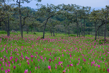 Vibrant pink Siam Tulip (Curcuma alismatifolia) blooms carpeting a lush green field under soft, natural light
