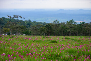 Vibrant pink Siam Tulip (Curcuma alismatifolia) blooms carpeting a lush green field under soft, natural light