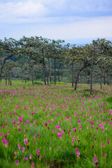 Vibrant pink Siam Tulip (Curcuma alismatifolia) blooms carpeting a lush green field under soft, natural light