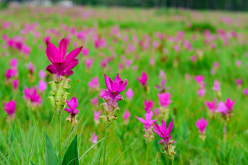 Obraz premium Vibrant pink Siam Tulip (Curcuma alismatifolia) blooms carpeting a lush green field under soft, natural light.
