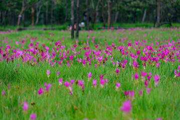 Vibrant pink Siam Tulip (Curcuma alismatifolia) blooms carpeting a lush green field under soft, natural light