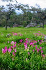Vibrant pink Siam Tulip (Curcuma alismatifolia) blooms carpeting a lush green field under soft, natural light
