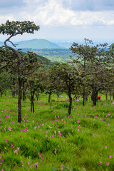 Vibrant pink Siam Tulip (Curcuma alismatifolia) blooms carpeting a lush green field under soft, natural light