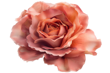 A Dusty Rose Artificial Flower on Black Background