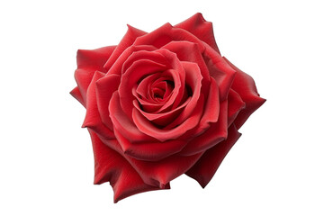Naklejka premium A single red rose blossoms against a black background,