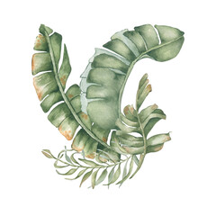 Watercolor tropical leaves of palm in soft green watercolor isolated on white. Rainforest foliage hand painted botanical sketch. Jungle plant for design beach style, cosmetic labels and wall decor.
