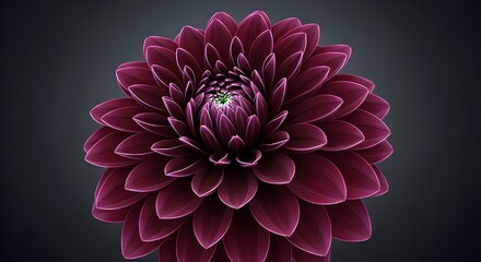 Midnight Dahlia Pulse