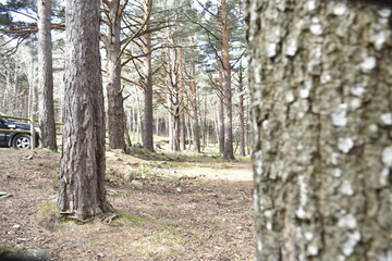 Naklejka premium BOSQUE ENFOCADO