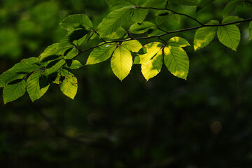 green leaves background in the forest with bright sunlight and bokeh