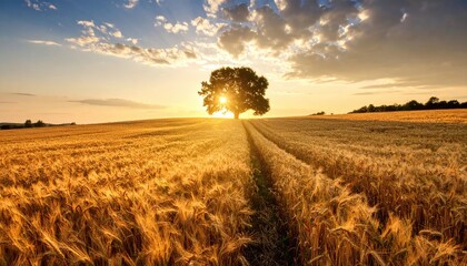 Golden wheat field at sunset with lone tree