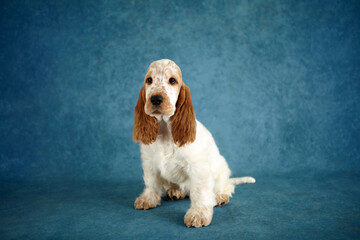 Portrait of an English Cocker Spaniel puppy. The dog is sitting. Color orange roan. Age 2 months.