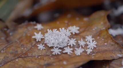 Close-Up of Snowflakes on Autumn Leaves in Winter Season