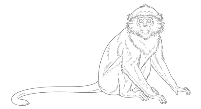 Golden Langur Monkey Sitting Calmly Intricate Adult Coloring Page Wildlife Primate Study