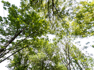 Obraz premium Bottom view of trees isolated on white background