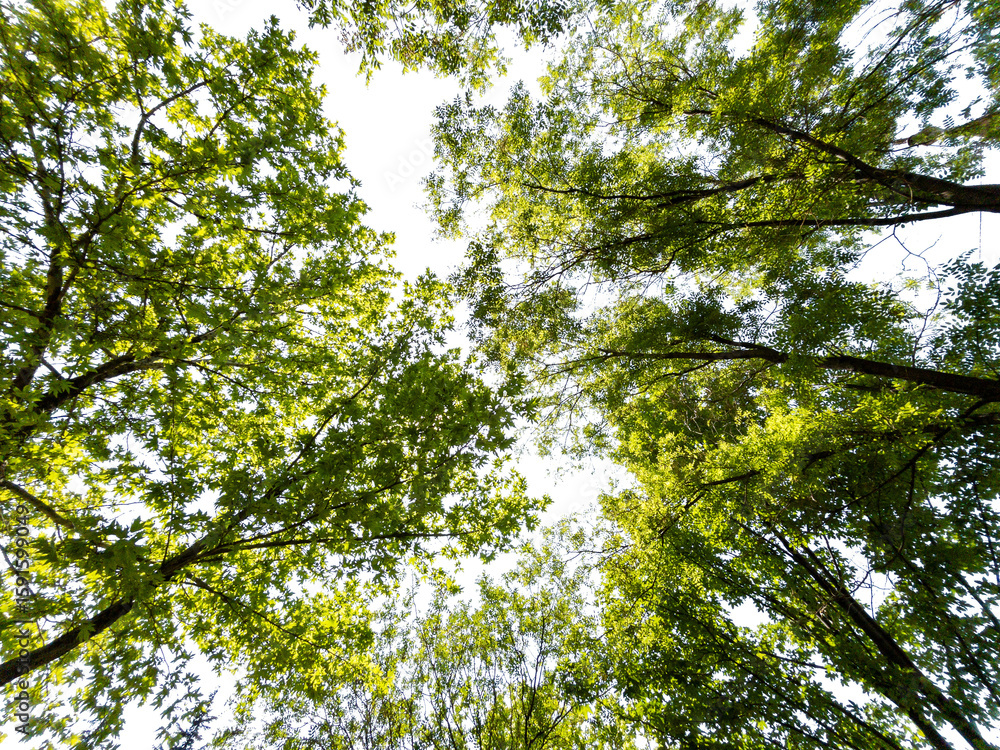 Poster bottom view of trees isolated on white background
