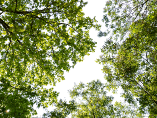 Bottom view of trees isolated on white background