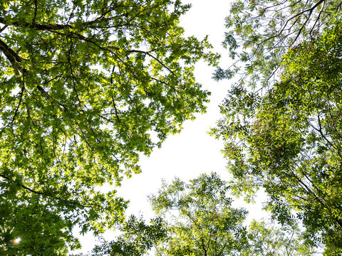 Bottom view of trees isolated on white background