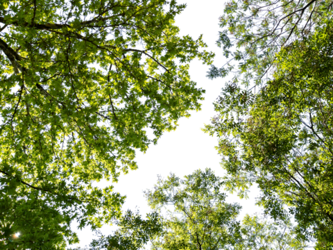 Bottom view of trees isolated on white background