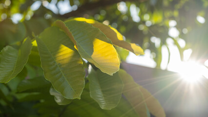 Sunlight passing through the green leaves of Pometia pinnata (matoa) tree, creating a fresh and tropical atmosphere with clear textures in natural outdoor environment.