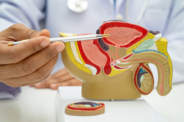 Male reproductive system, Asian doctor holding human anatomy model for study diagnosis and...