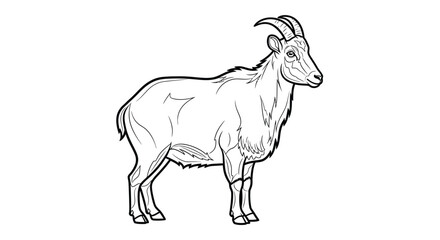 Fototapeta premium Unique Nilgiri Tahr Side Standing Adult Coloring Page Wildlife Nature Exploration
