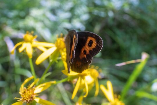 Ringlet Erebia niphonica (nominotypical subspecies E. n. niphonica)- rare butterflies is endemic to Sakhalin and the Japanese islands. It feeds on flowers groundsel (Senecio) on sea meadow