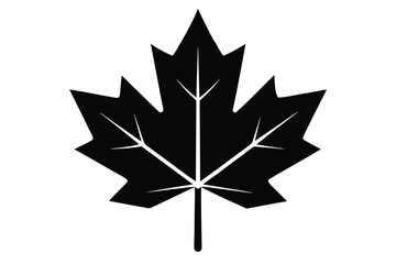 Obraz premium maple leaf vector icon