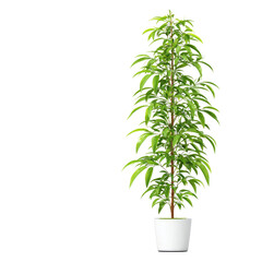 Fototapeta premium Tall Green Plant In White Pot Isolated On White Background
