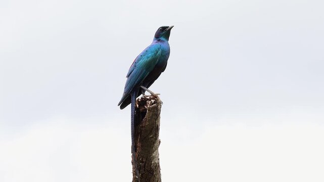 Glossy iridescent plumage of Meves's starling isolated, pale background