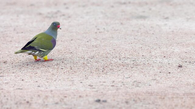 Patterned Green pigeon pecks at food in sandy soil of South Africa