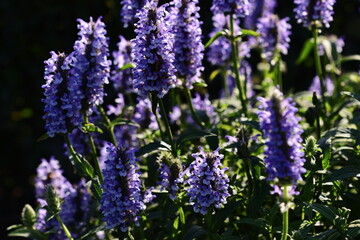 A close-up shot of a bouquet of purple flowers growing among lush green grass, ideal for use as a background or to represent nature and beauty