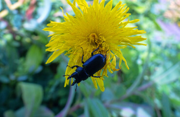 Lesser stag beetle Dorcus on southern Sakhalin in a deciduous forest. Sakhalin Island, Black beetle...
