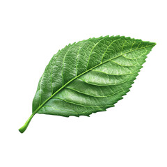 Obraz premium One leaf isolated on a transparent background, clipart