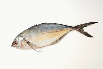 Fresh fish, uncooked fish, fresh Halibut fish on white background	