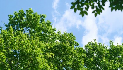 Lush green trees against a partly cloudy blue sky