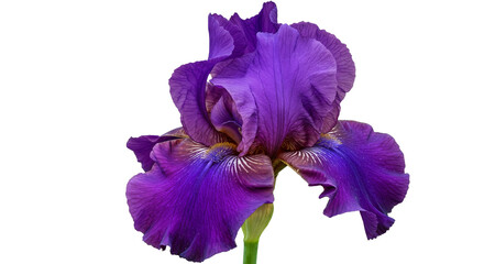 Blooming Purple Iris Flower Isolated on Transparent Background