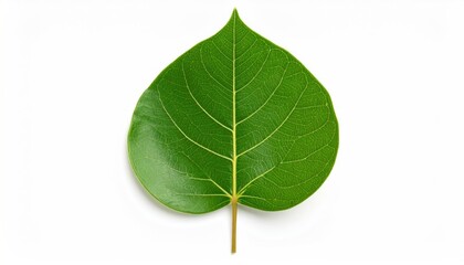 Obraz premium Close-up of a green leaf